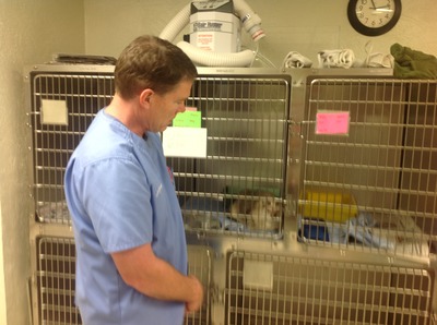 veterinario mirando a un gato
