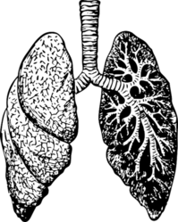 lung illustration