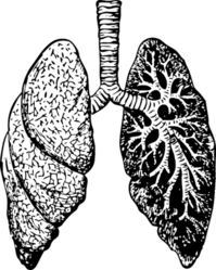 ilustração de pulmão