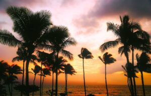 praia do Havaí e palmeiras ao pôr do sol