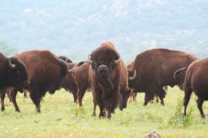heard of bison