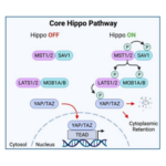 Diagram of the Hippo pathway in mesothelioma: when OFF, YAP/TAZ enters nucleus; when ON, it’s phosphorylated and cytoplasmic. Key proteins MST1/2, SAV1, LATS1/2, MOB1A/B linked to patient survival are shown.