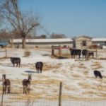 Several cattle and two donkeys stand in a snowy, sunlit pasture tended by ranchers.