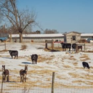 Several cattle and two donkeys stand in a snowy, sunlit pasture tended by ranchers.